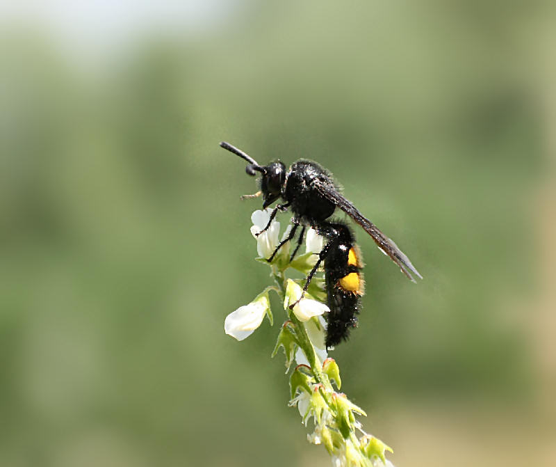 Scolia sp. ???